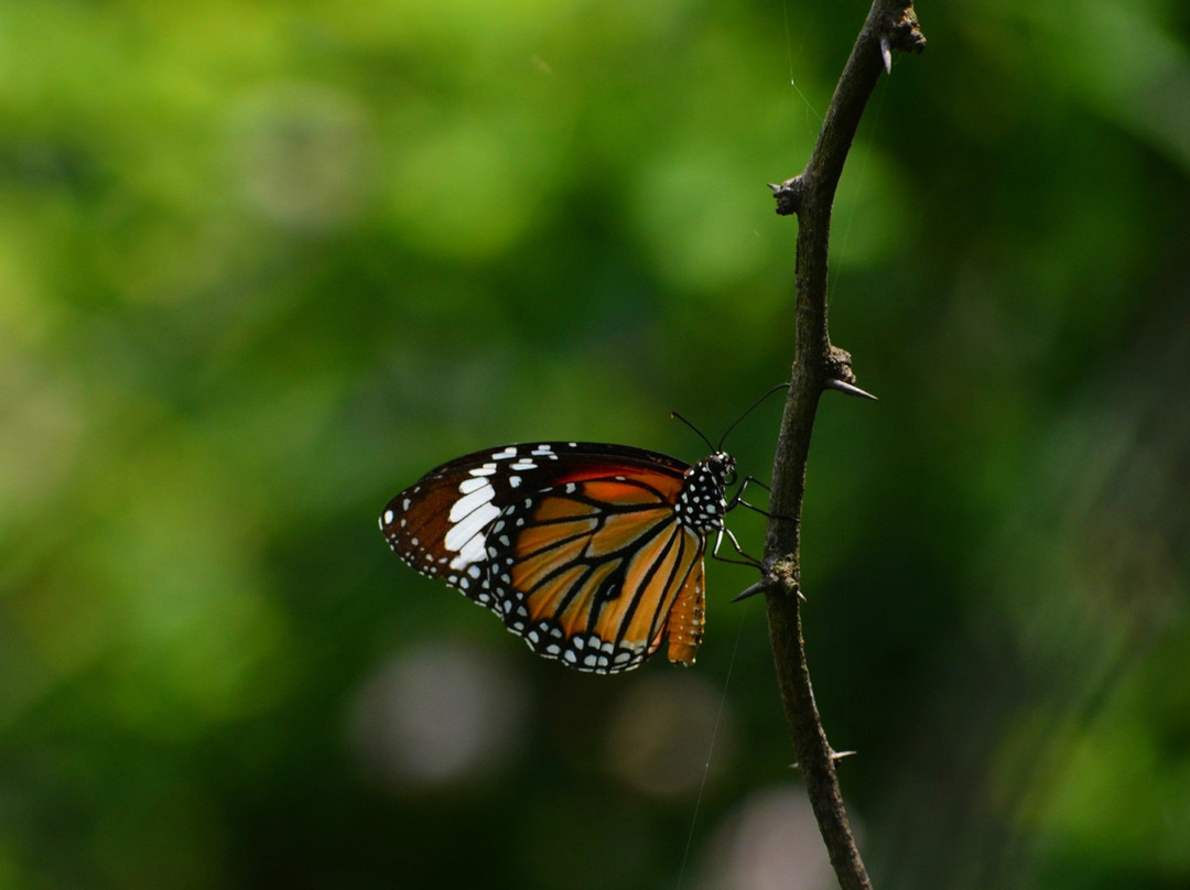 Surajpur Bird Sanctuary景点图片