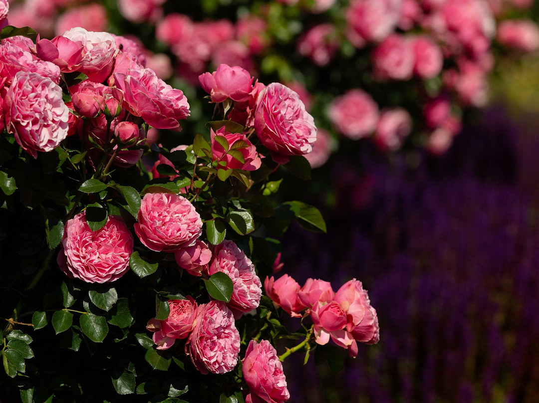 RosenPark Dräger-Bad Nauheim必去景点