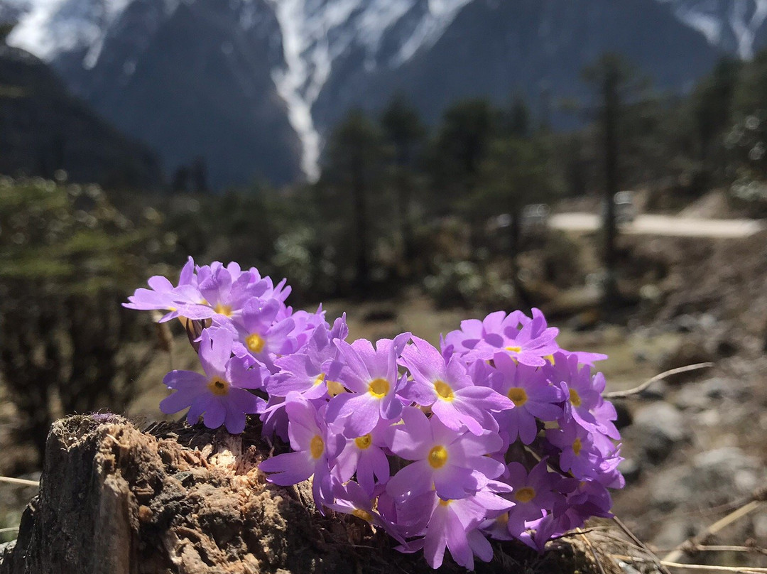 Shingba Rhododendron Sanctuary-甘托克必去景点