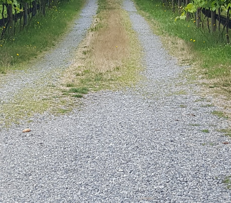 Vista D'oro Farms & Winery-Langley必去景点