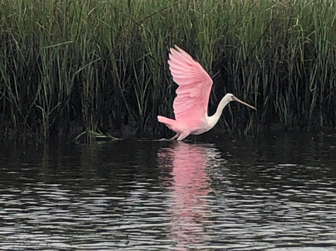 Castaway Island Preserve-杰克逊维尔必去景点