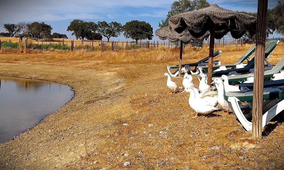 Agro-Turismo Monte da Galega主图