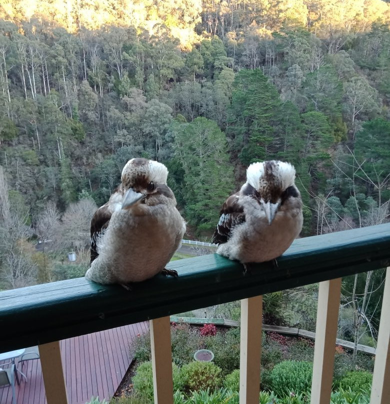 Wild Cherry B&B主图