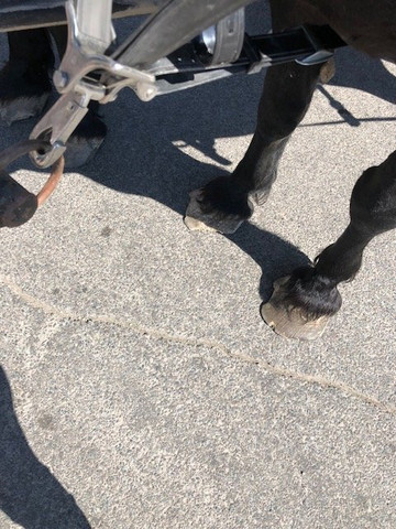 Absolute Prestige Limousine Wine Country Tours-Loma必去景点