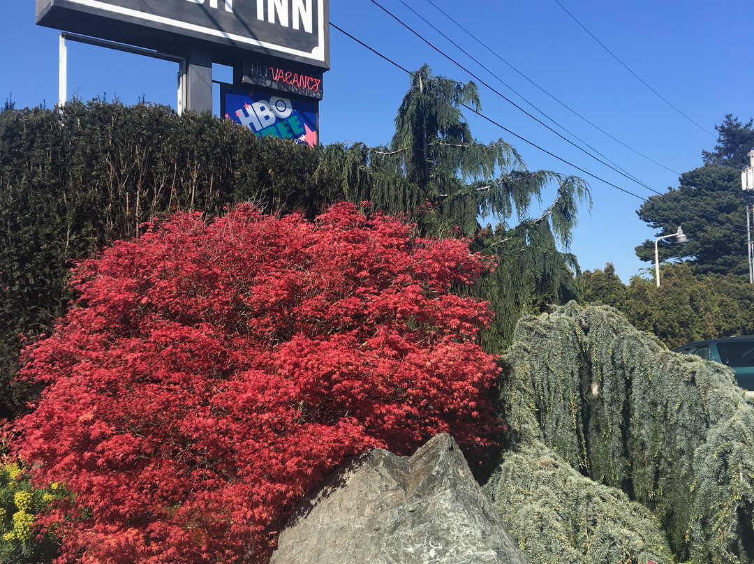 Acorn Motor Inn主图