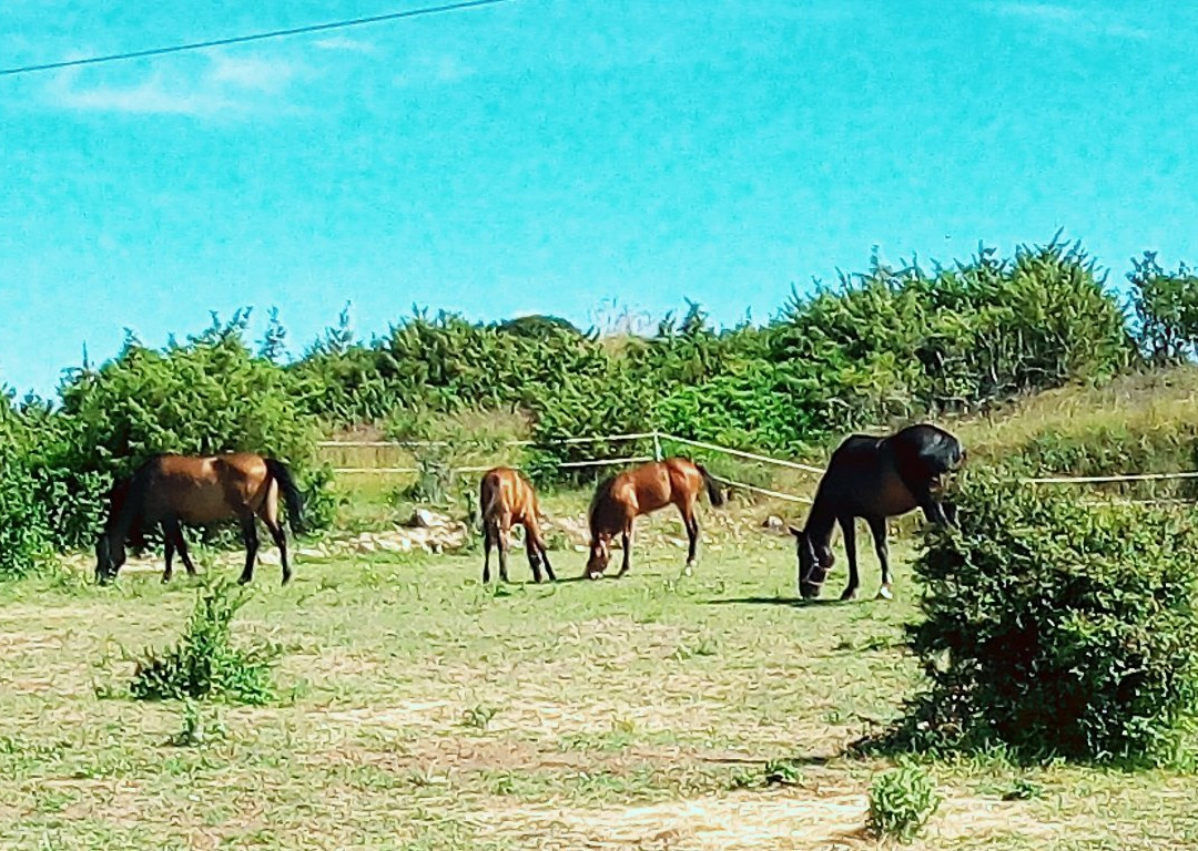Horse Riding Zadar-扎达尔必去景点