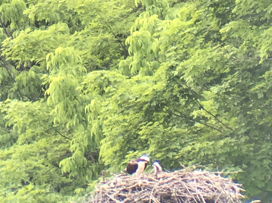 Moose Country Safaris-Sangerville必去景点