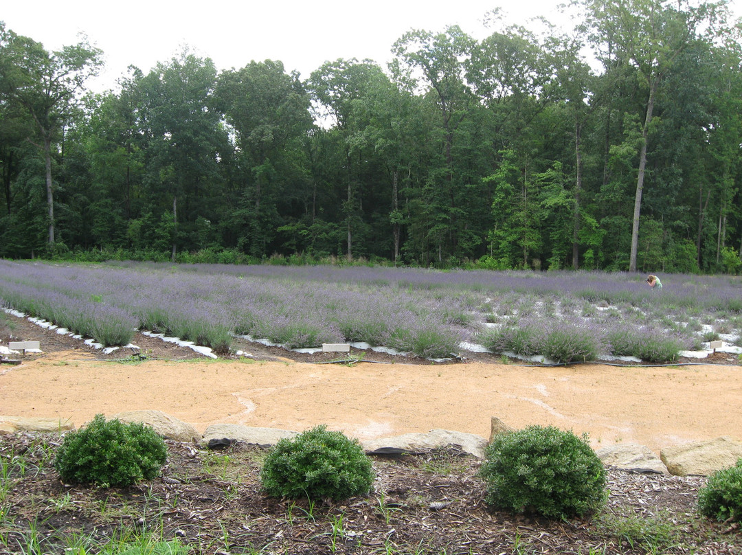 Lavender Oaks Farm-教堂山必去景点
