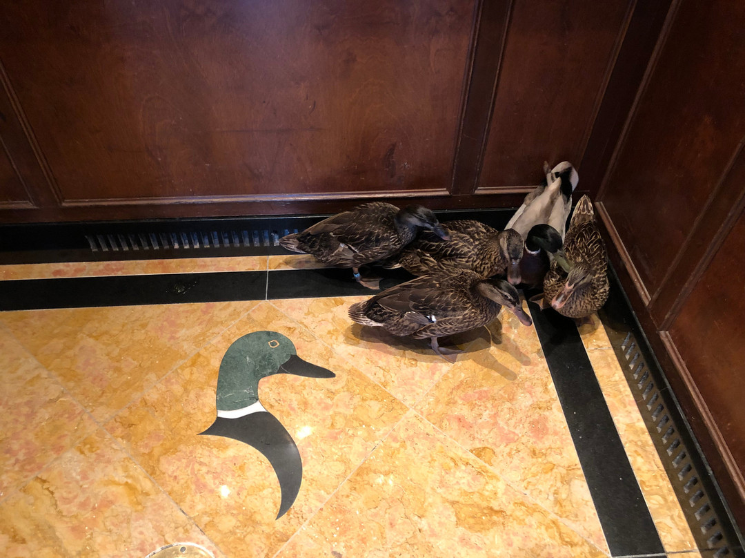 孟菲斯匹尔波地酒店主图