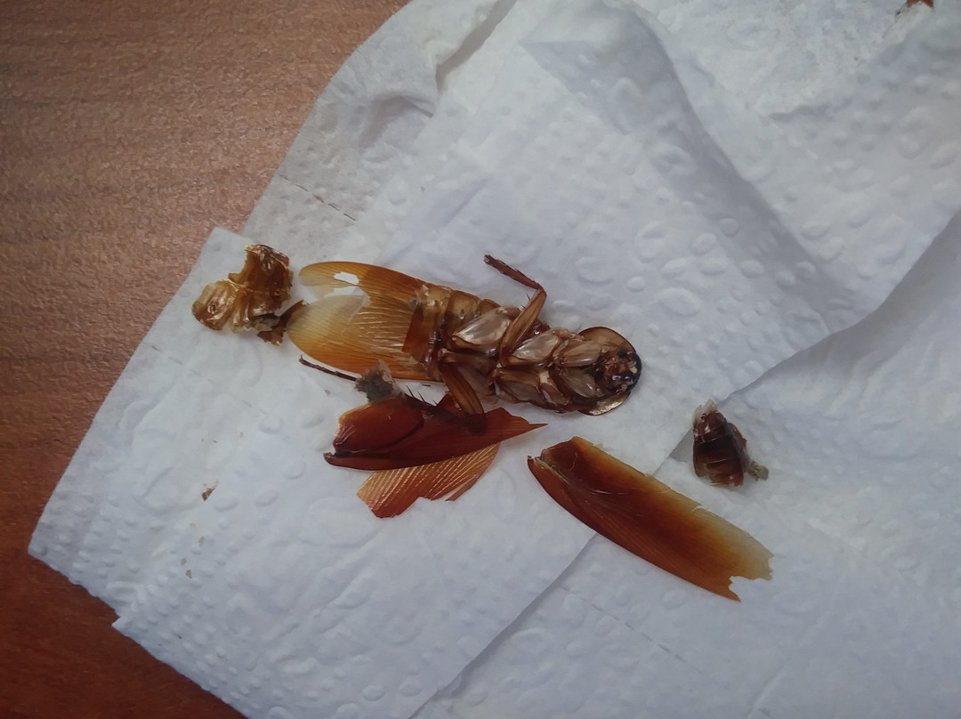 OYO Hotel Yuma AZ - I-8/US-95主图