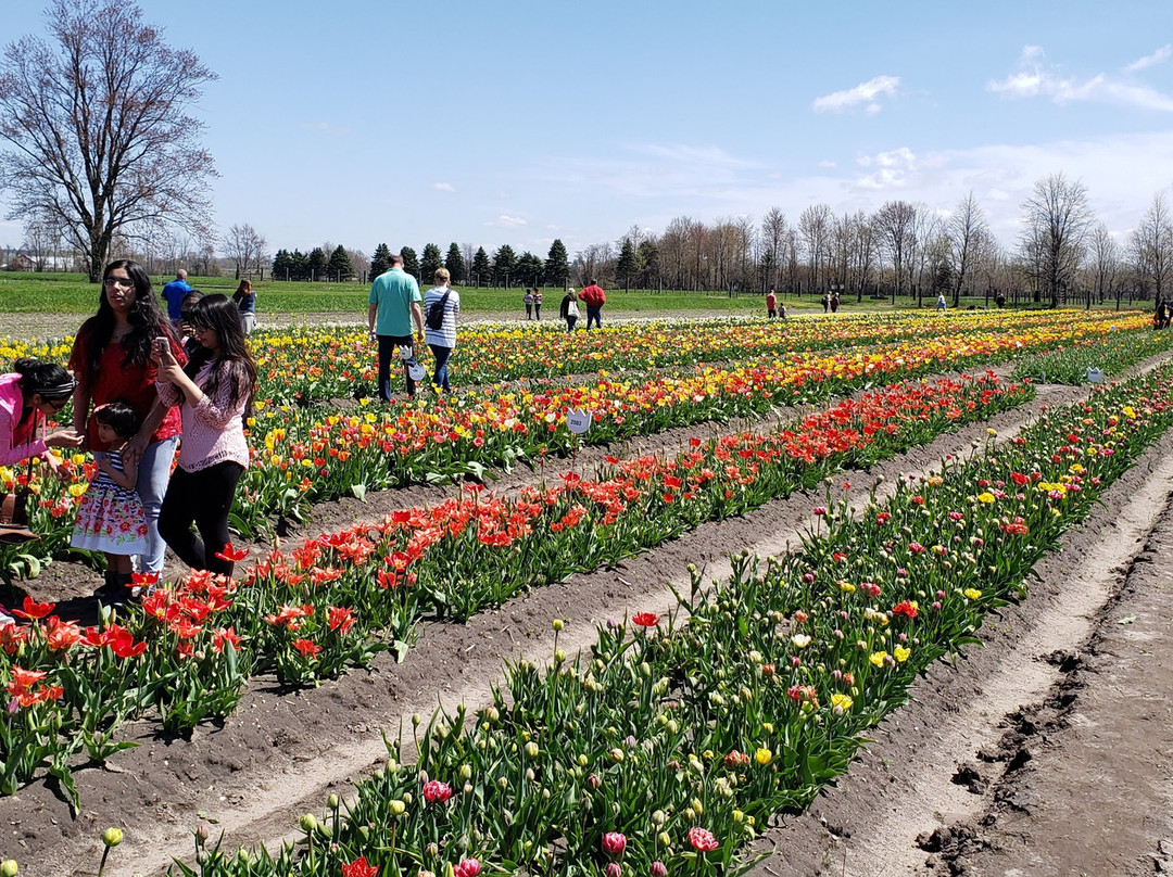 Veldheer Tulip Gardens景点图片
