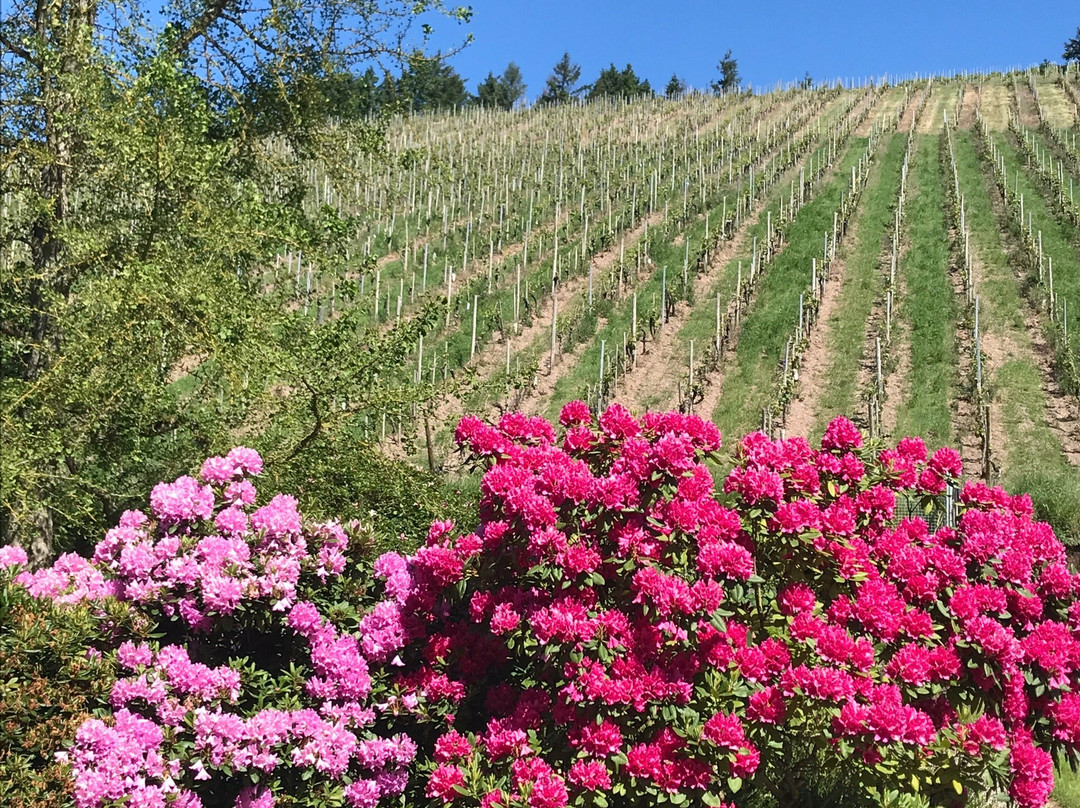 Weingut Karthaeuserhof主图