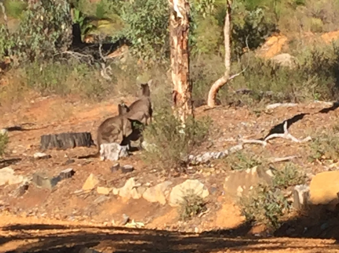 John Forrest National Park景点图片