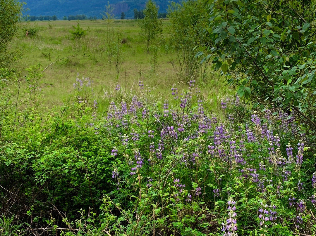 Steigerwald Lake National Wildlife Refuge-Washougal必去景点