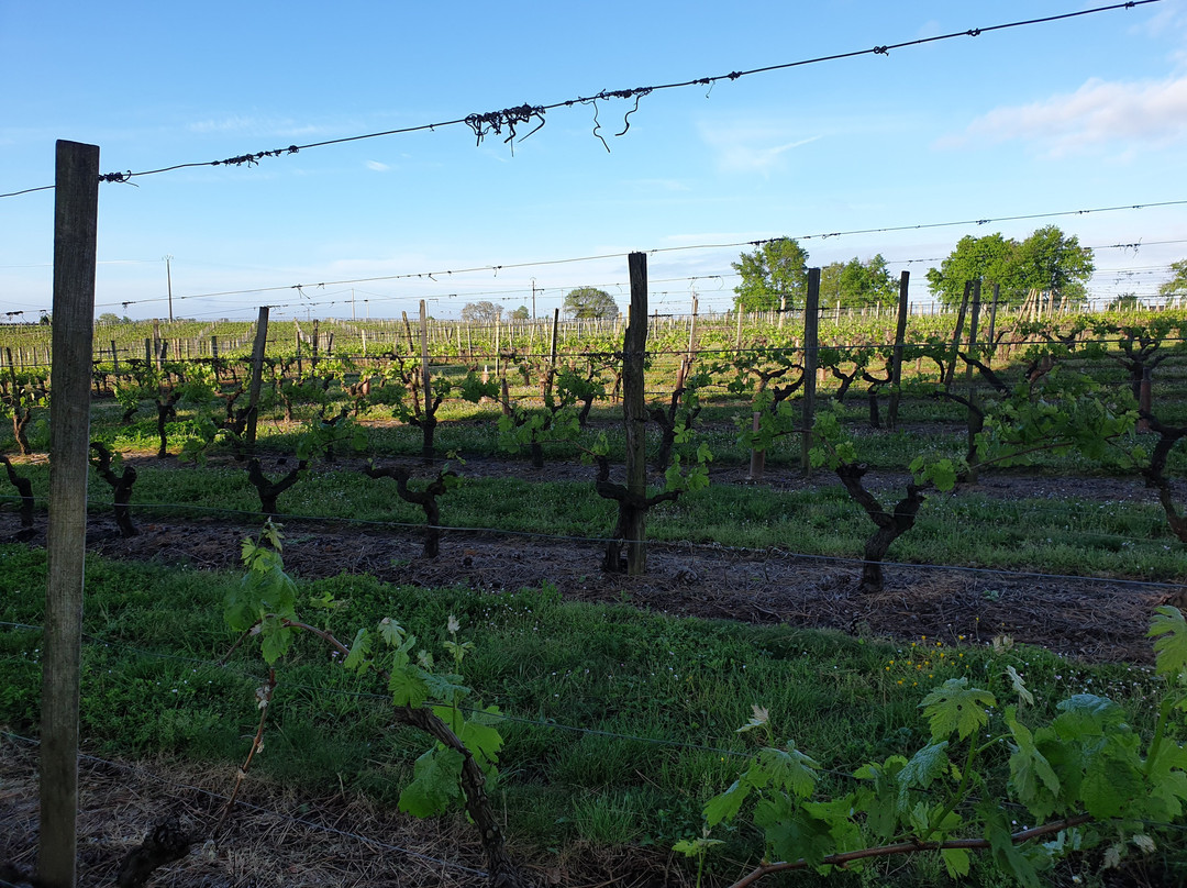 Domaine Mongiron主图