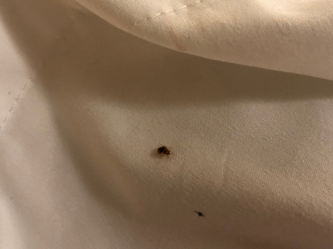 The 409 Bolivar Beach Hotel主图