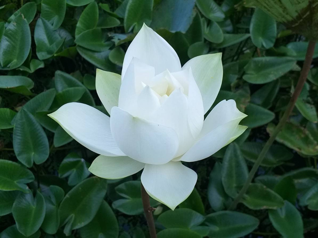 Na Vana Thai Massage and Spa景点图片