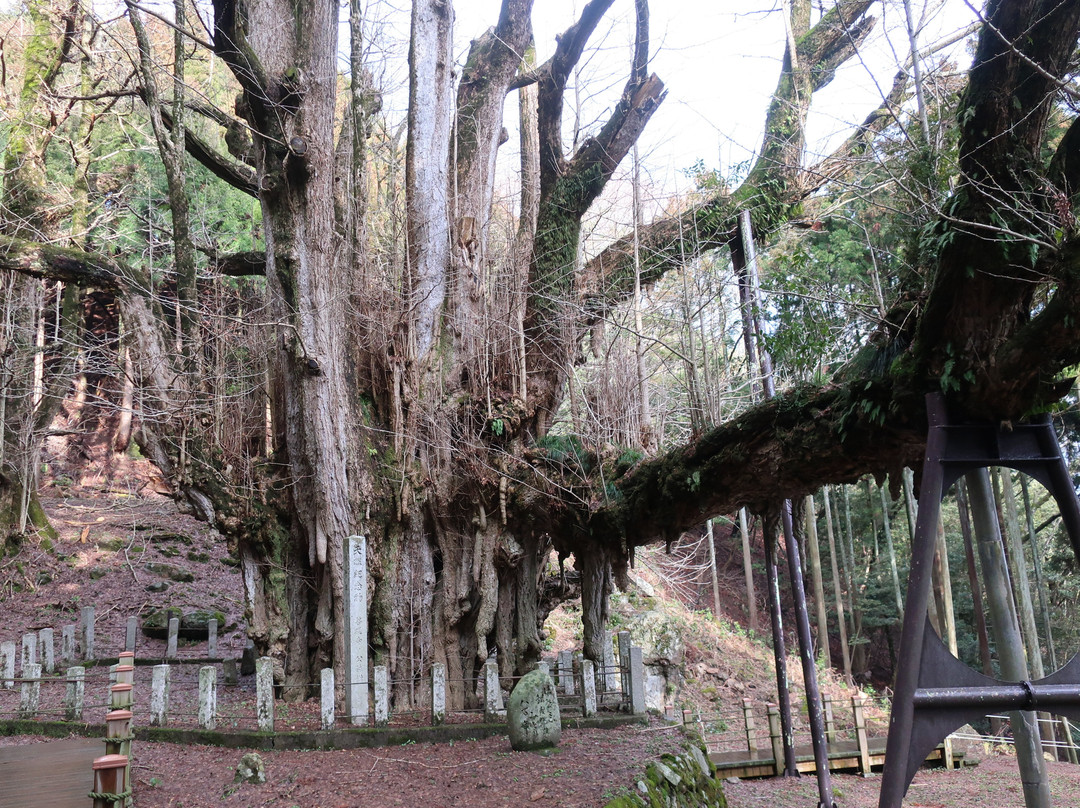 The Ginkgo Tree at Bodaiji Temple-奈义町必去景点