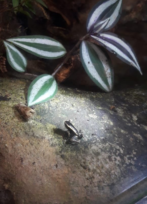 Ranario Monteverde Frog Pond景点图片
