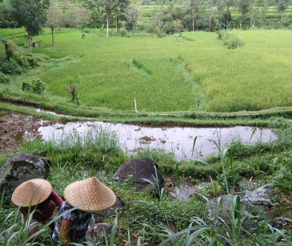 Tetebatu Indah Homestay Tour-Tetebatu必去景点