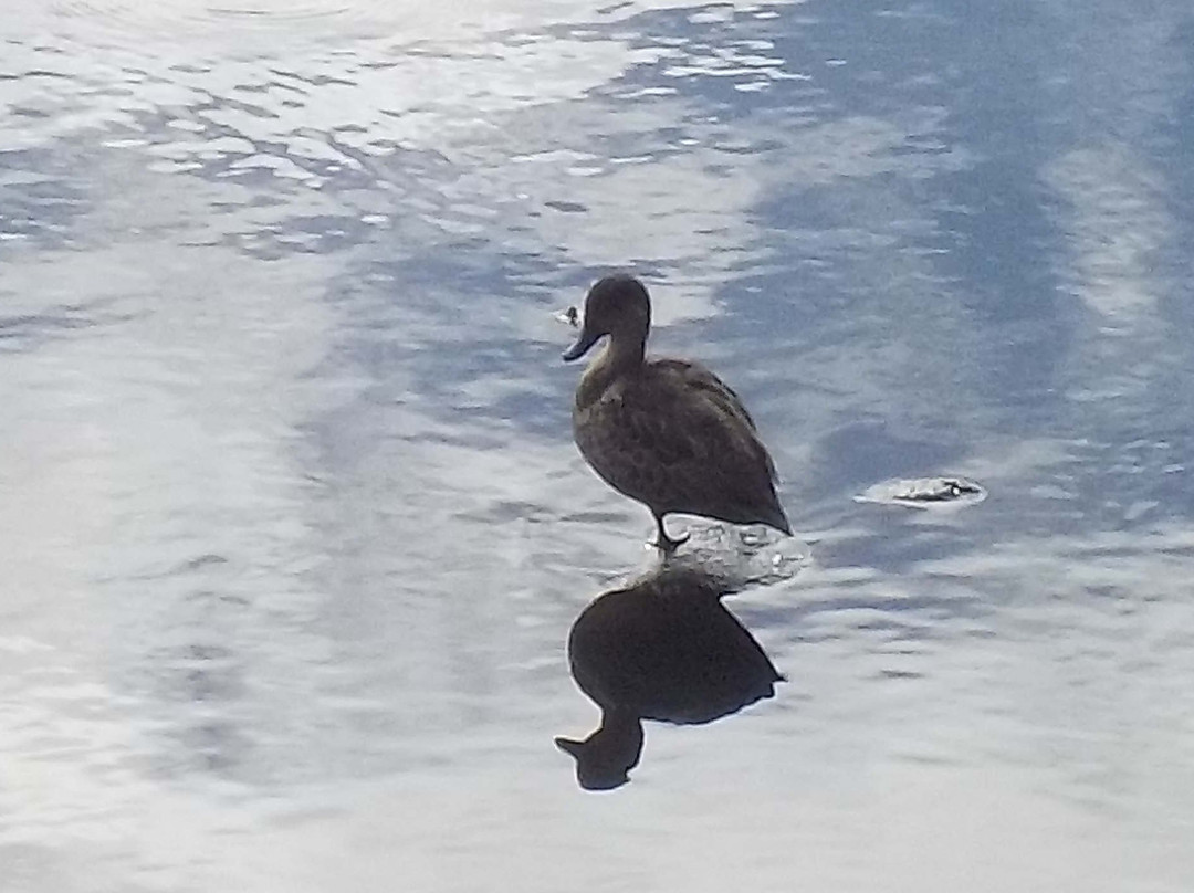 Edwardes Lake Park景点图片