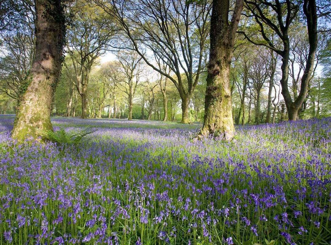 Belmont House Beer主图