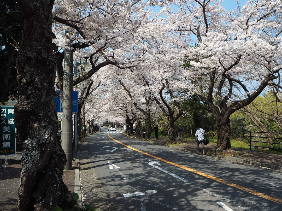 Cherry Blossom Trees at Izu Kogen Highlands景点图片