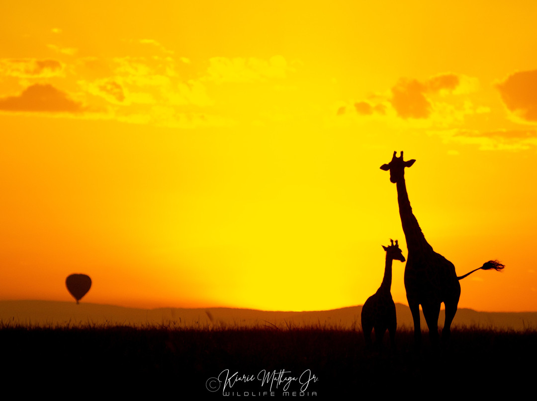 WildEx Safari Fixers-Embakasi必去景点