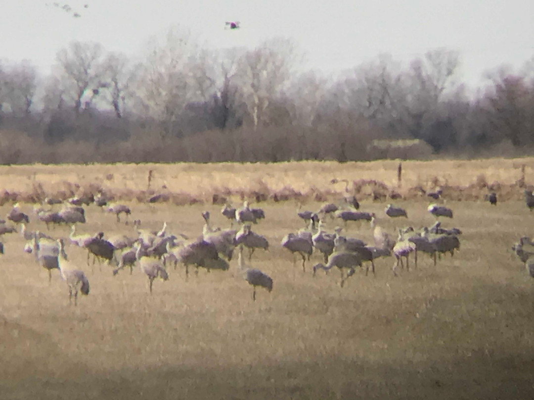 Crane Trust Wild Rose Ranch景点图片