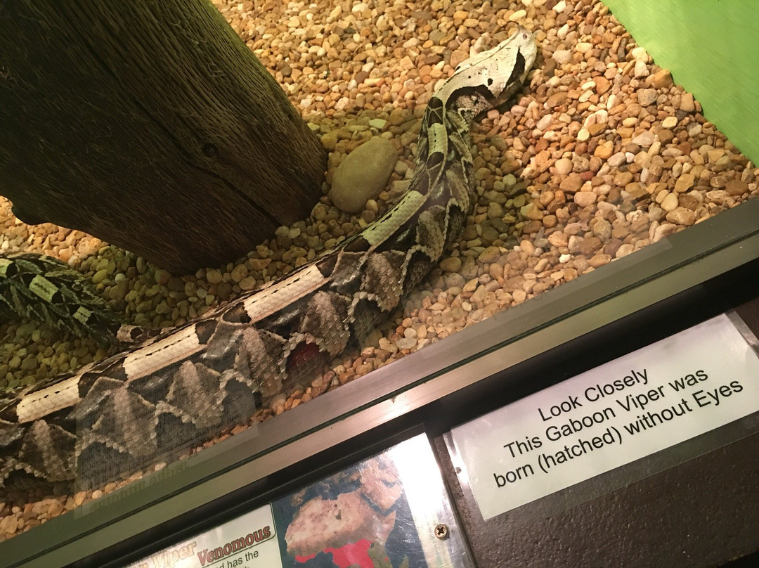 Reptile World Serpentarium景点图片
