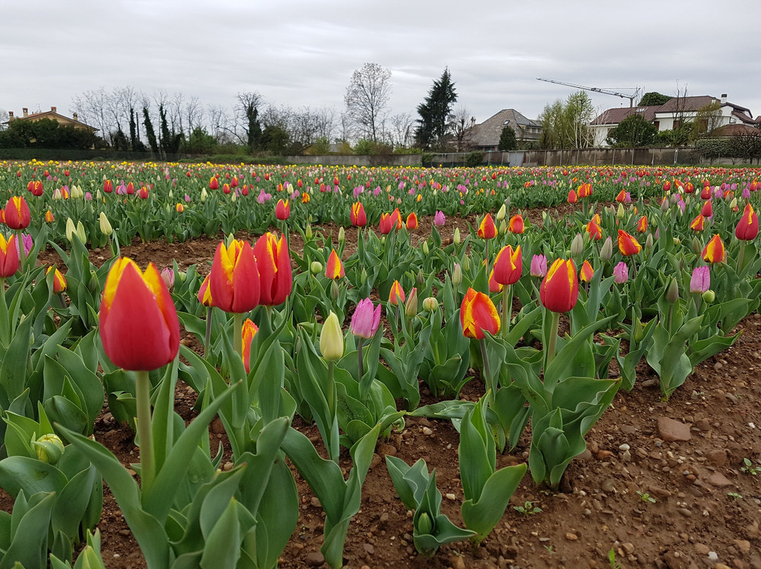 Tulipani Italiani Arese景点图片