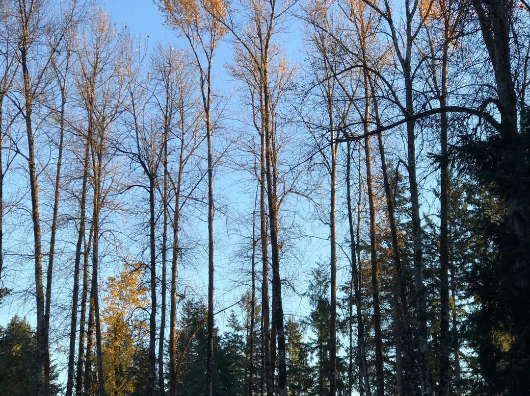 Lake Wilderness Arboretum-Maple Valley必去景点