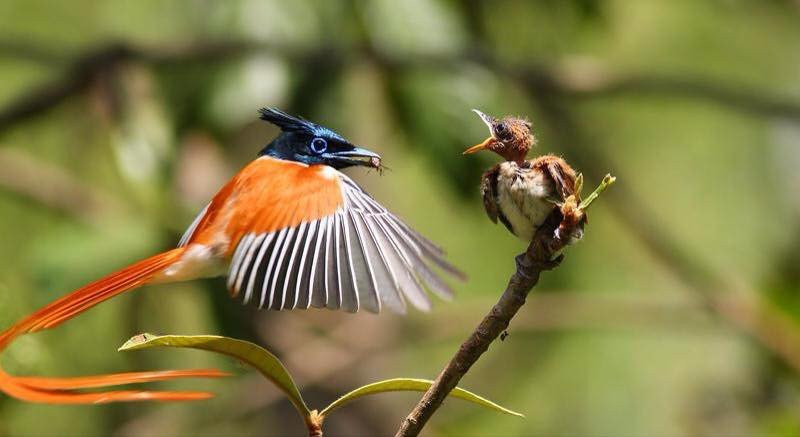 Mawella Bird Sanctuary Bird Watching-唐卡拉必去景点