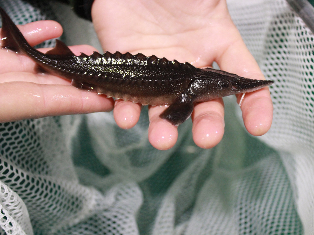 Nechako White Sturgeon Conservation Centre景点图片