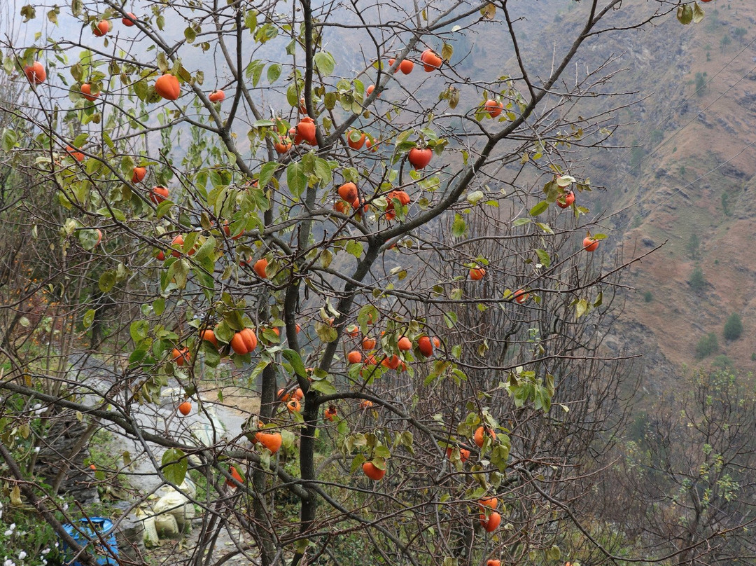 Tirthan View Homestay主图