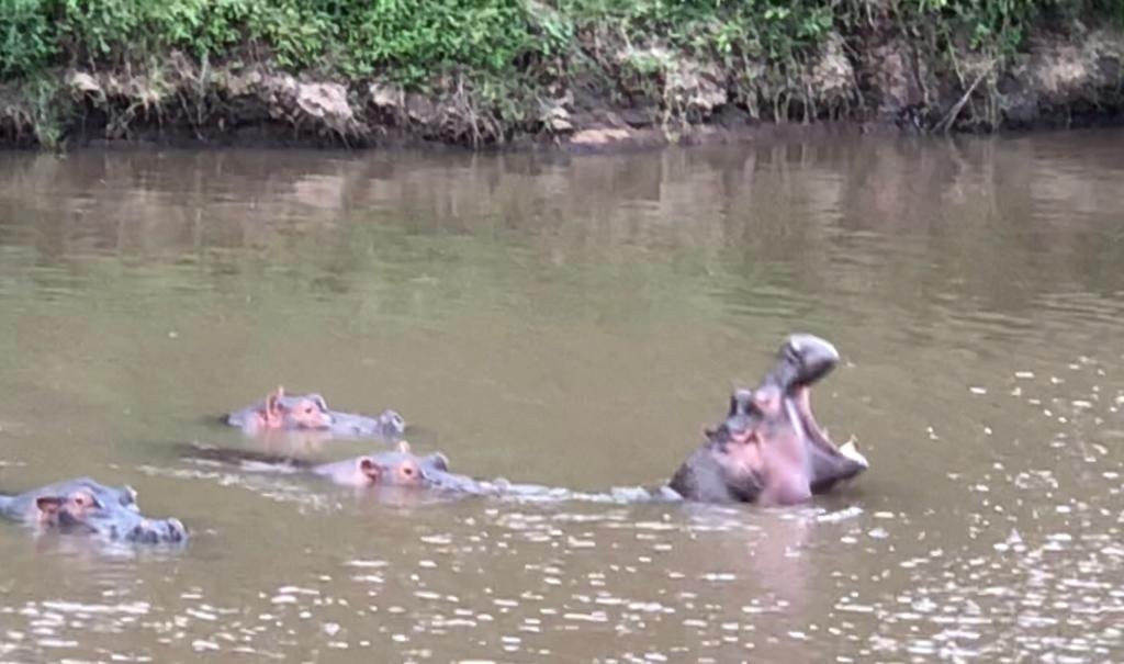 Mara River Camp主图