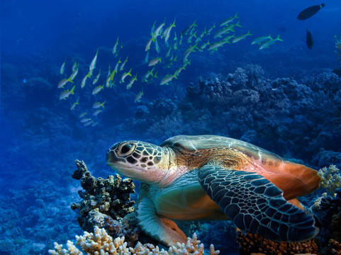 Hi Hawaii Travel-火奴鲁鲁必去景点