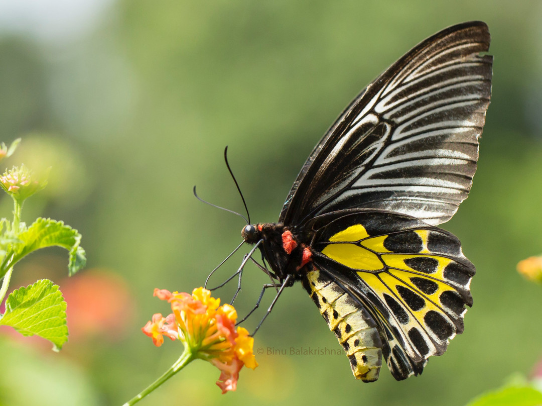 Sammilan Shetty’s Butterfly Park-芒加罗必去景点