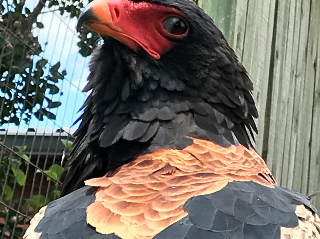 African Raptor Centre-彼得马里茨堡必去景点