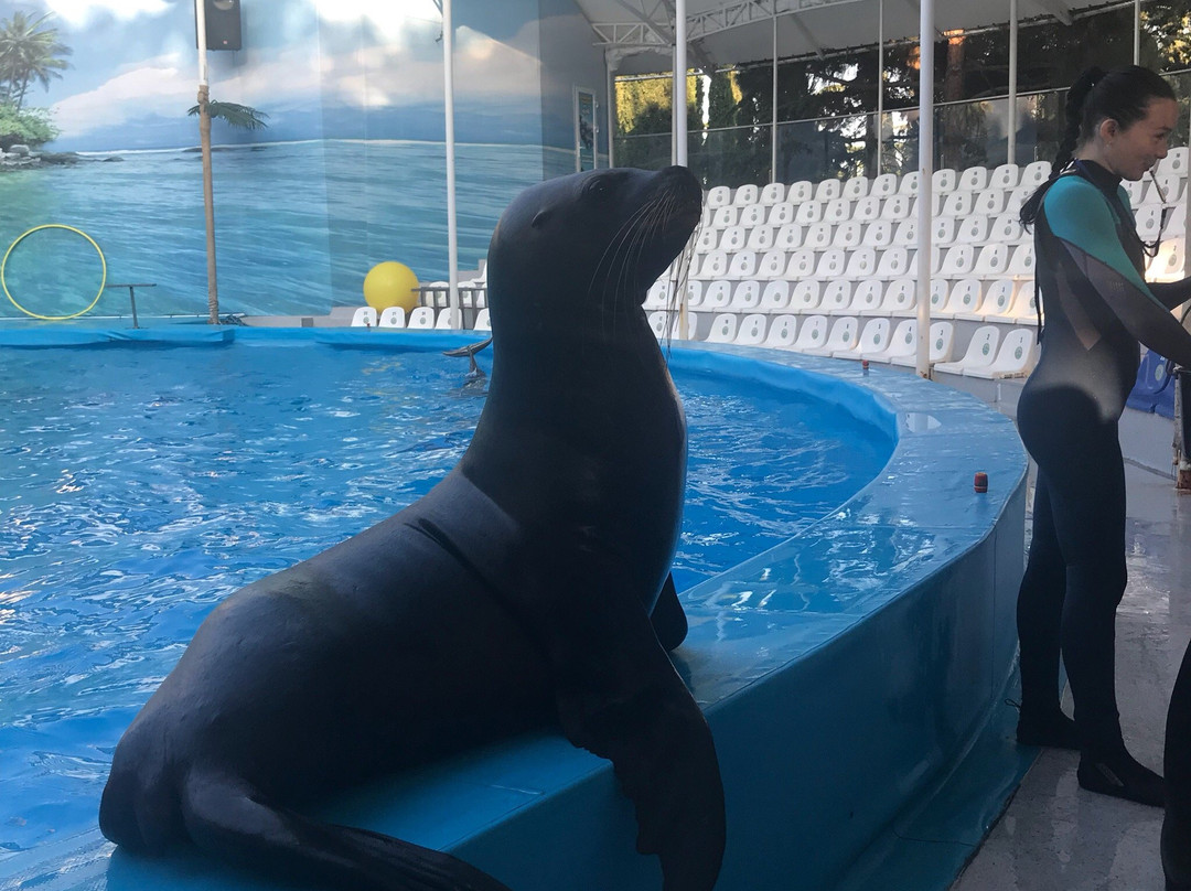 Alushta Dolphinarium Nemo-阿卢什塔必去景点