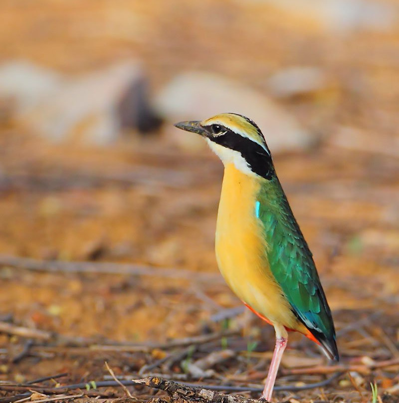 Wild Trail Safari-斋蒲尔必去景点