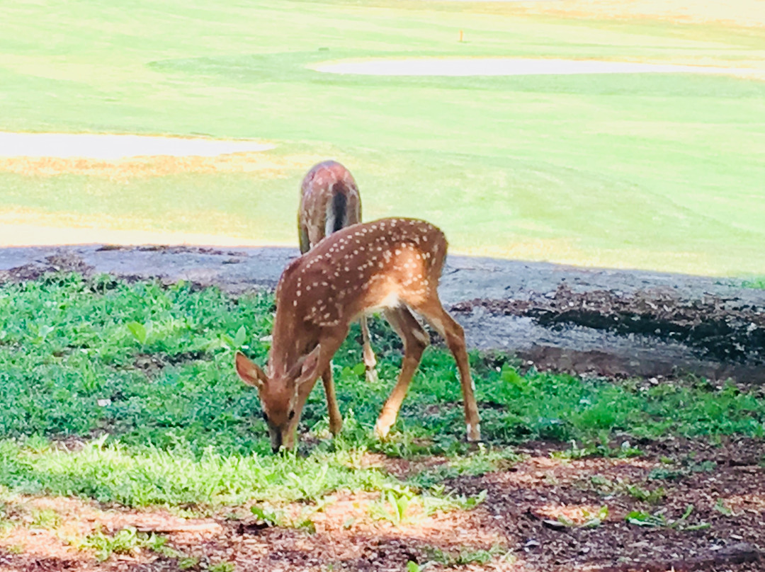 Parry Sound Golf & Country Club-帕里桑德必去景点