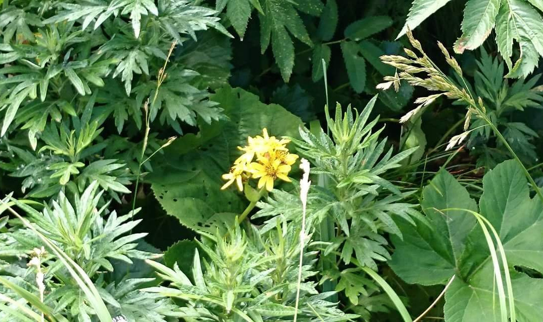 Todojima Obsevatory-Rebun-to必去景点