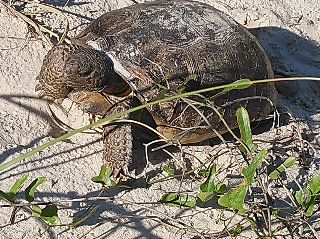 New Smyrna Beach Dog Park景点图片