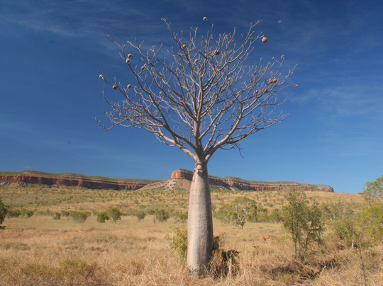 Kimberley 4x4 Tours-库努纳拉必去景点
