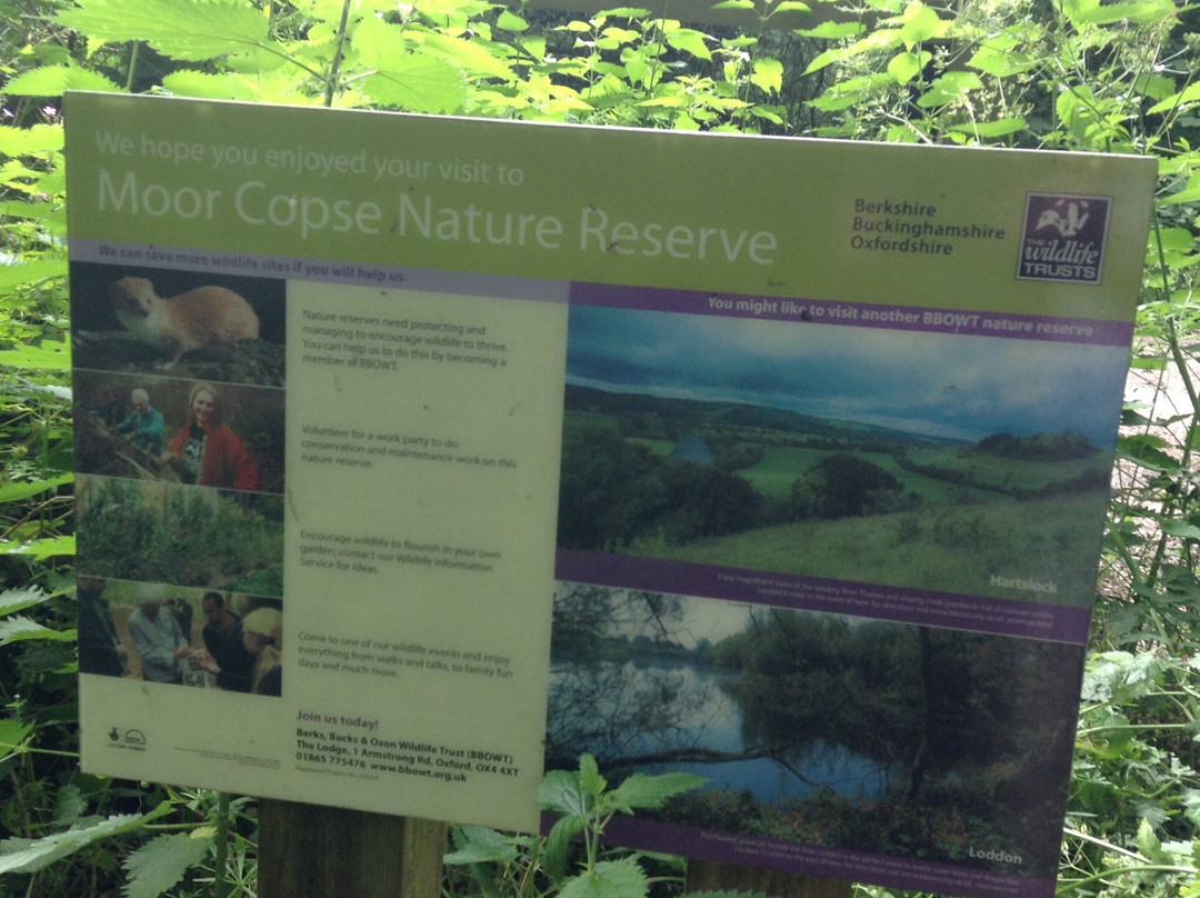 Moor Copse Nature Reserve景点图片