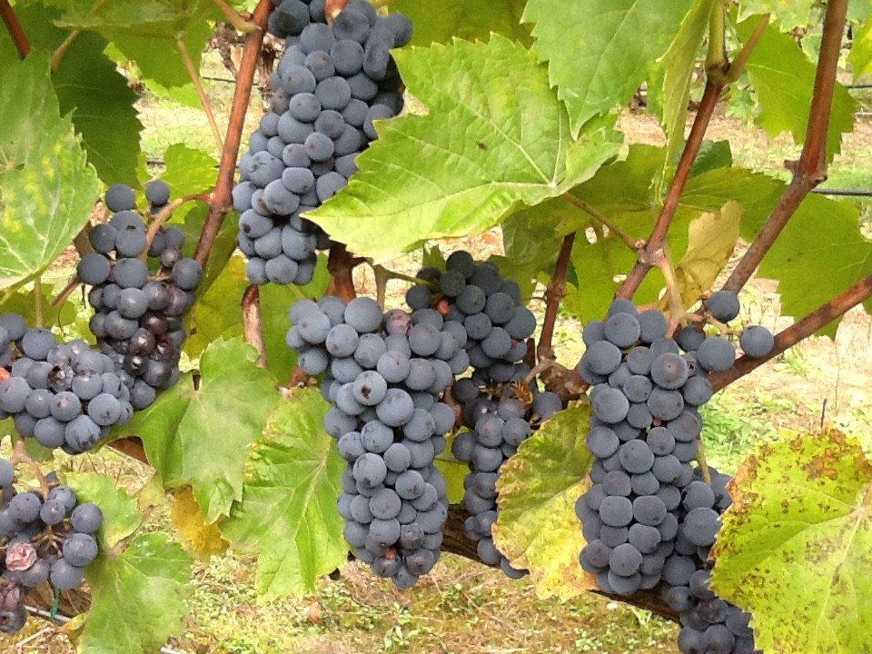 Olalla Vineyard and Winery景点图片