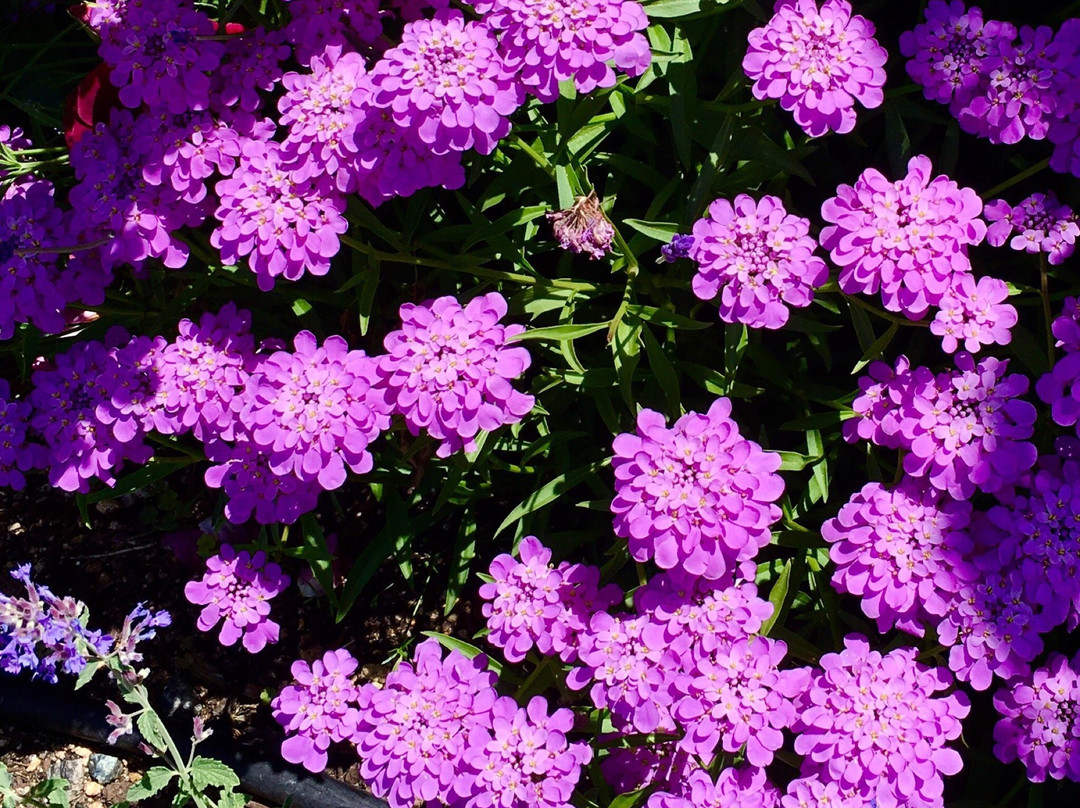 Yamaguchi Ube Airport Rose Garden-宇部市必去景点