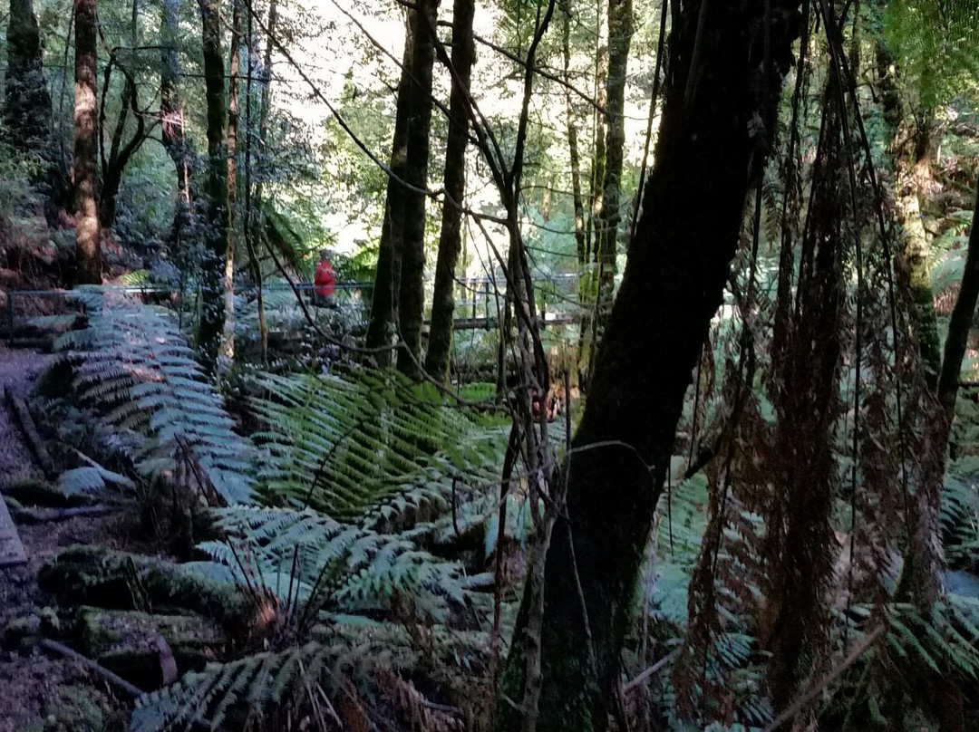 Ada Tree-Noojee必去景点