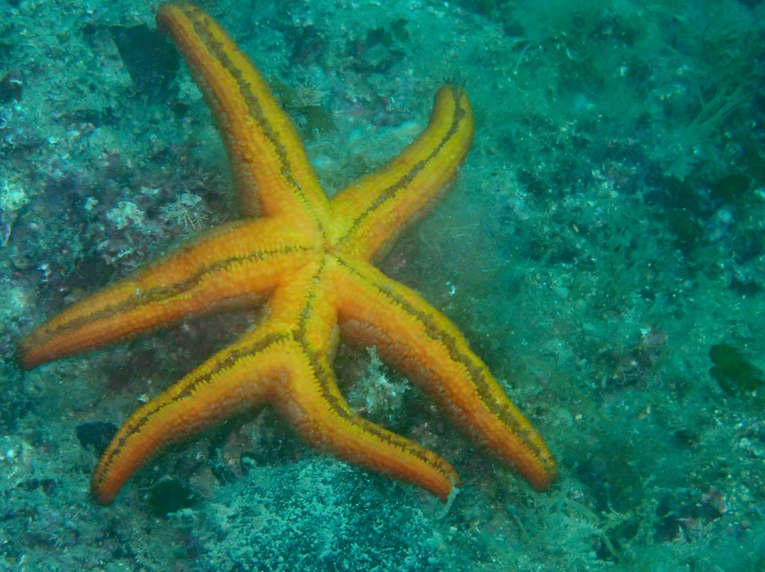 Orca Diving Center-普拉必去景点